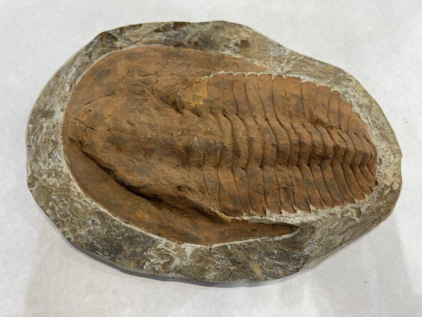 Trilobites andalusiana 26x19