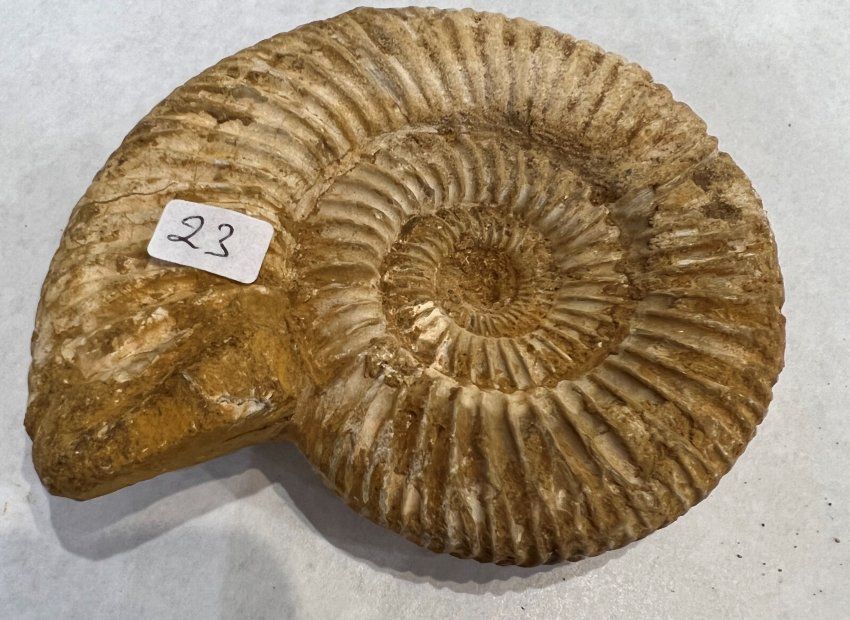 Ammonites choffaita