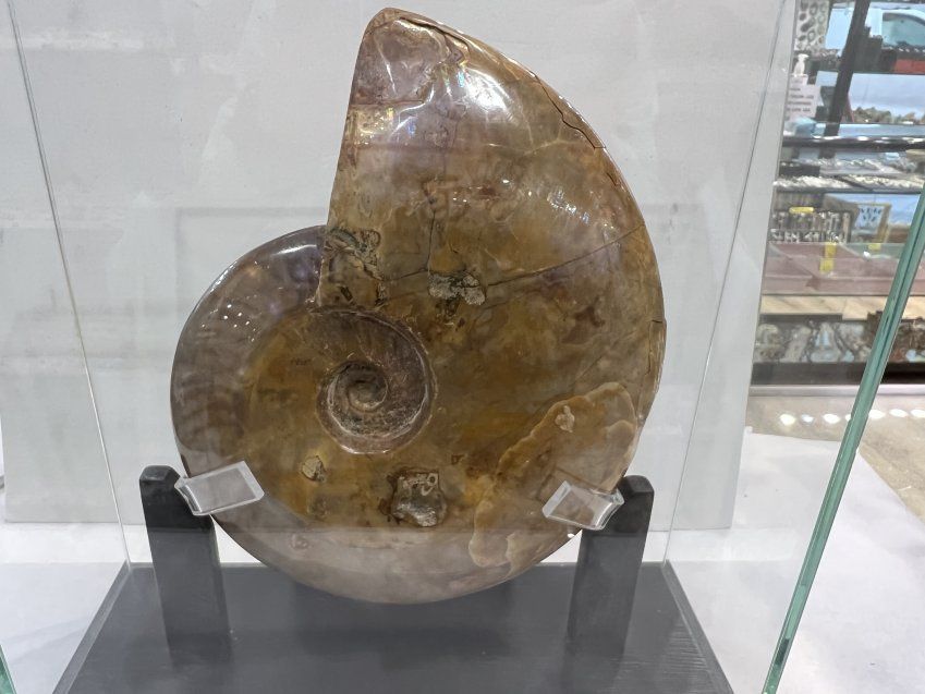 Ammonite opalizado 20 cm x 16 cm.jpg