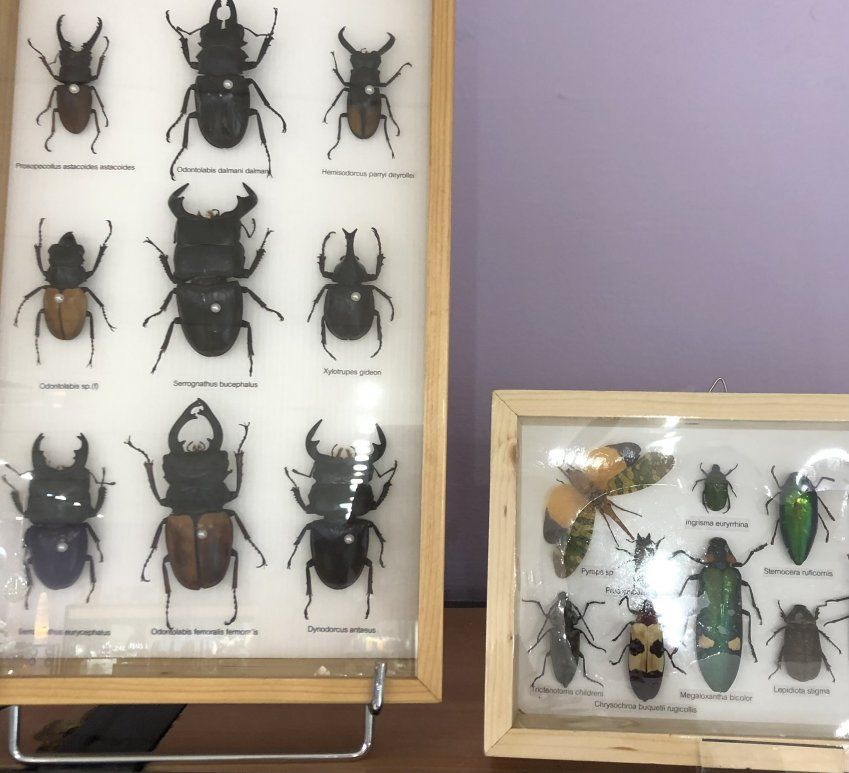 escarabajos (1).jpg