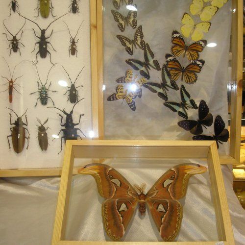 Insectos y Conchas