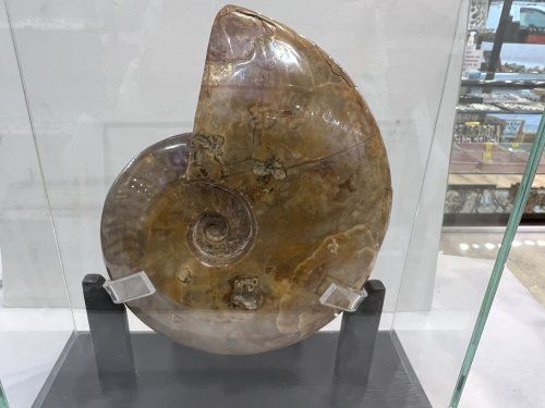 Ammonite opalizado 20 cm x 16 cm