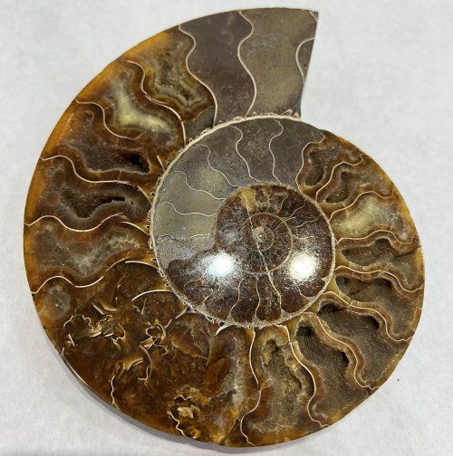 Ammonites pulido 15x12