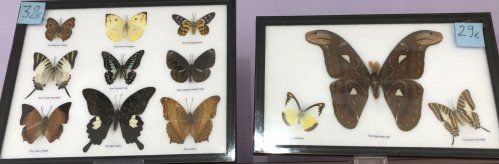 mariposas