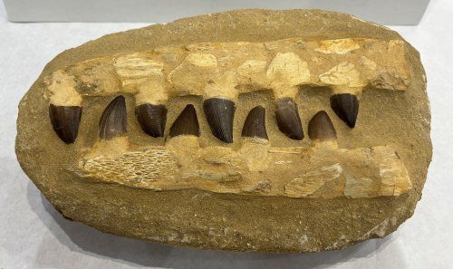 Diente de Mosasauro 28x18 60euros