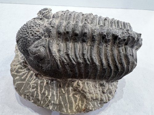 Trilobites Phacops 13x11 80 euros