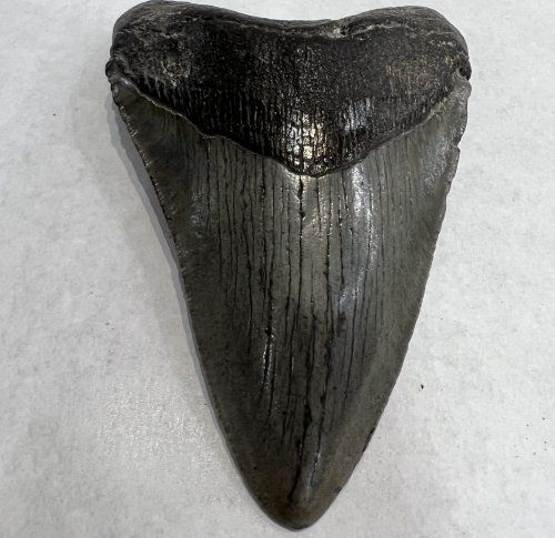 Carcharodon megalodon 12x9 385 euros