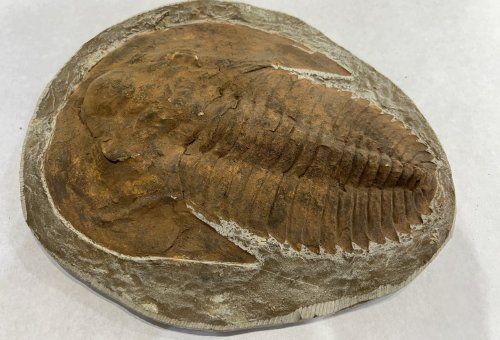 Trilobites andalusiana 23x20 60 euros