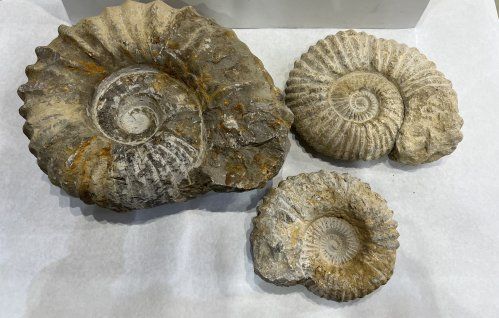 Ammonites grande 26x22 97 euros mediano 55 euros pequeño 30 euros