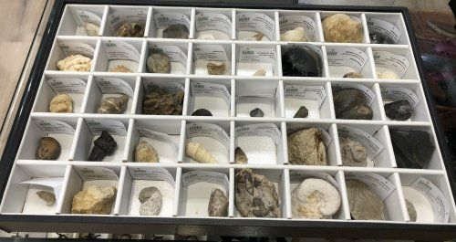 colección fósiles